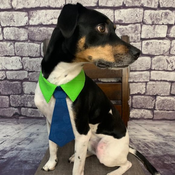 🎉🎉Host Pick🎉🎉 Dog Ties For Sale! - Picture 7 of 9